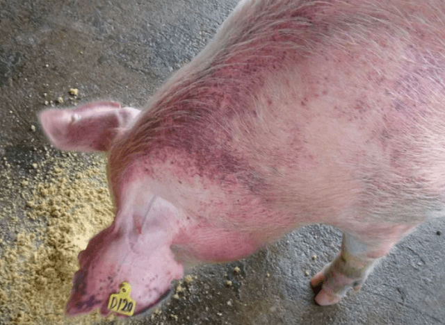 猪皮肤病有哪些？猪皮肤病都有哪些症状？