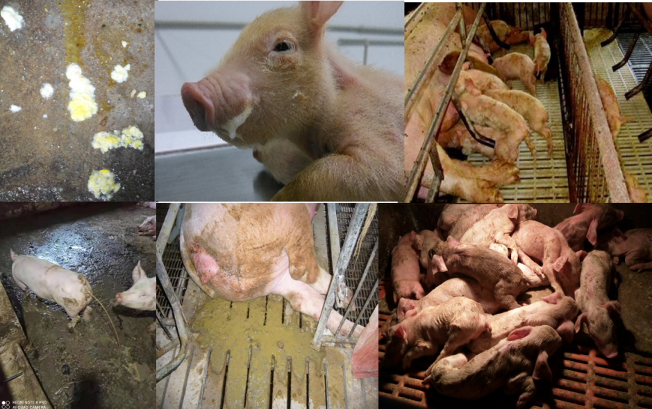 猪场如何做好猪流行性腹泻的监测预警