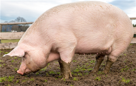 9月16日：全国农产品批发市场猪肉平均价格为30.70元/公斤