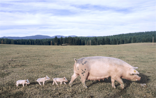 规模化猪场母猪淘汰原因是什么？降低母猪死淘率的措施有哪些？