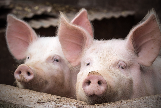 国家发改委：防范猪价过快上涨，近日将投放第三批储备肉