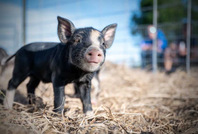 9月20日：全国农产品批发市场猪肉平均价格为30.90元/公斤