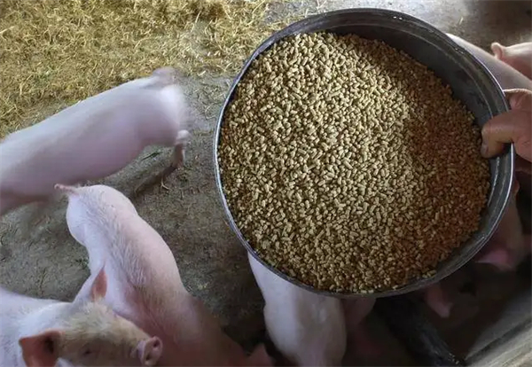 如何鉴别掺假猪饲料？鉴别猪饲料掺假的技巧有哪些？