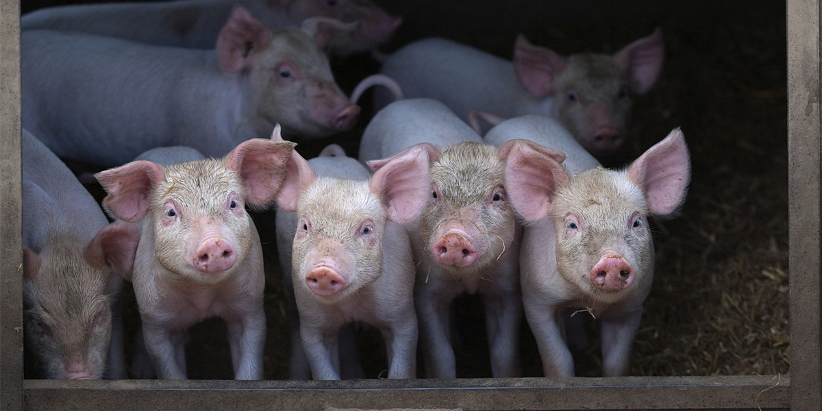 养猪强国的增长困境，有人希望结束畜牧业？