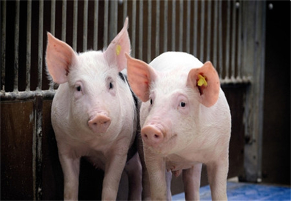 在猪不同生长期如何综合防治疾病？答案来了