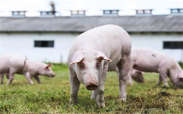 如何节省猪饲料，如何育肥生猪？养猪人经验和土方法分享