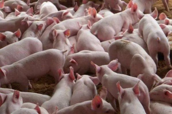 饲料价格上涨，人工成本增加！发酵饲料是如何降低生猪养殖成本？