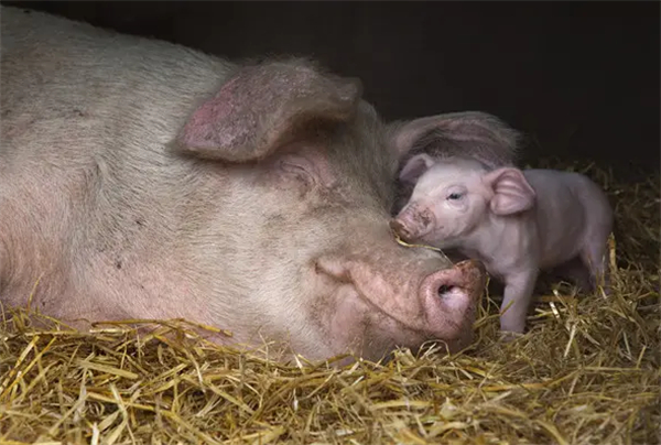 如何防治母猪产前、产后厌食？应对措施都在这里