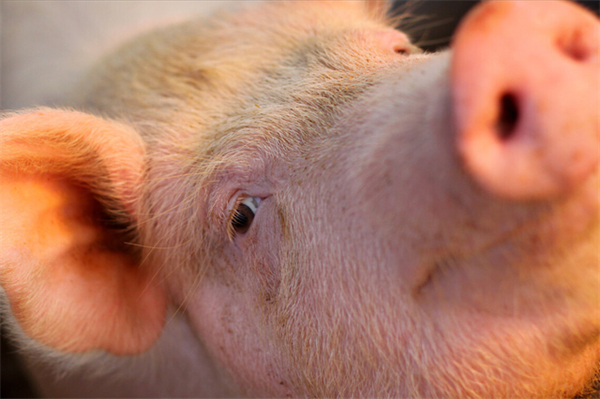 猪张嘴喘气呼吸困难用什么药？猪呼吸困难怎么治？