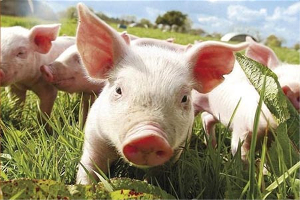 猪渗出性皮炎发病原因是什么？怎样预防？治疗措施来了