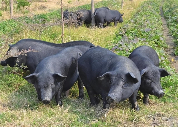 区区40年中华土猪岌岌可危！洋猪占据90%市场，土猪该如何翻身？