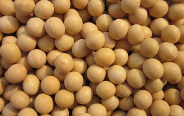 中国突然大量采购阿根廷大豆，两周进口300万吨！传递出什么信号？