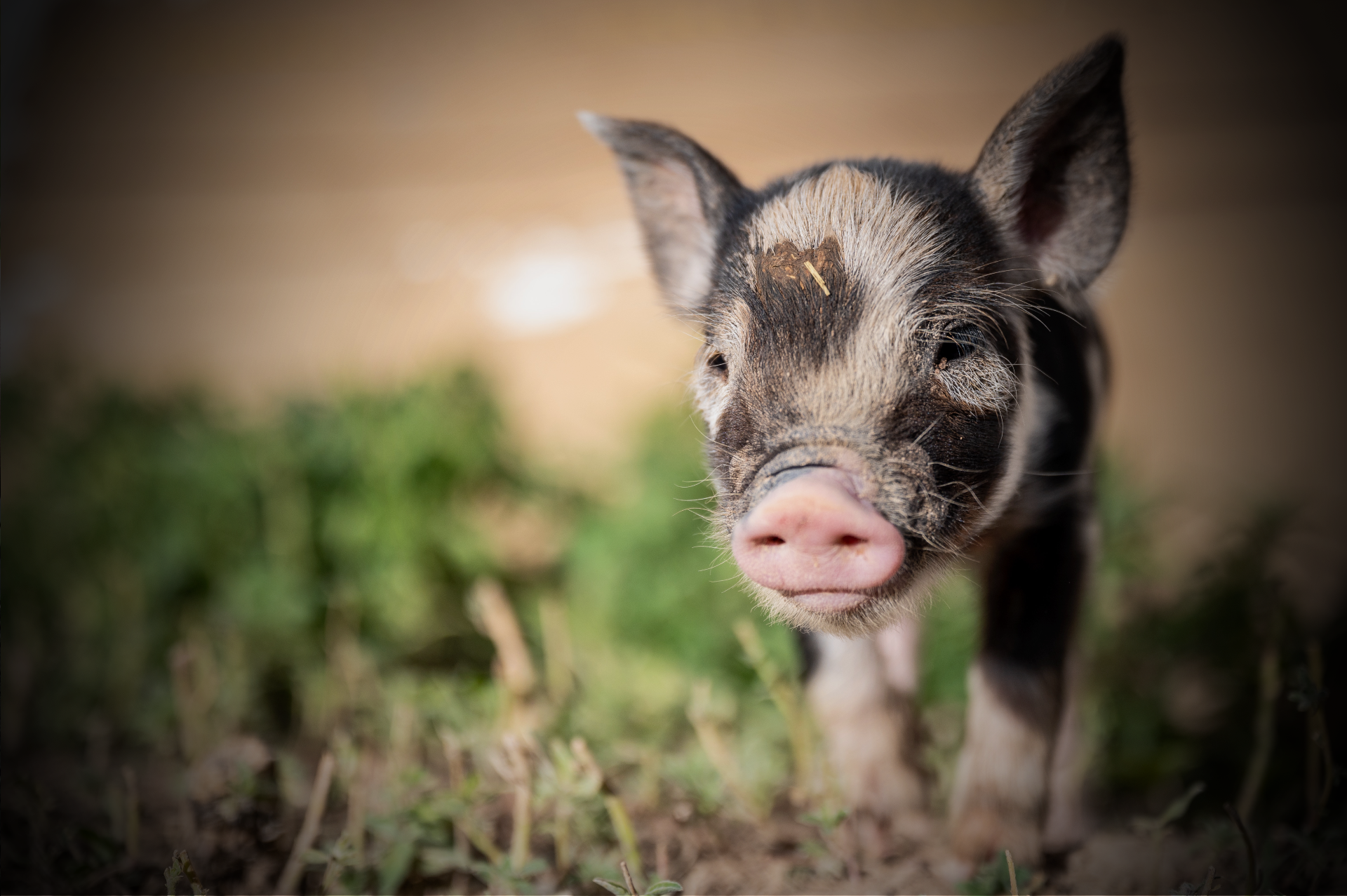 农业农村部召开部门协调会议研究部署四季度生猪稳产保供工作