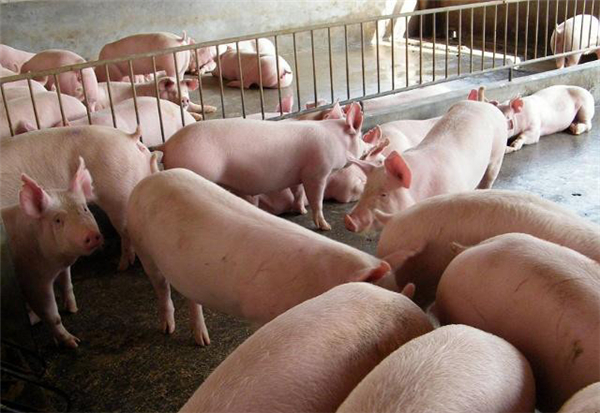 预防猪瘟、圆环病毒病中的中兽药处方