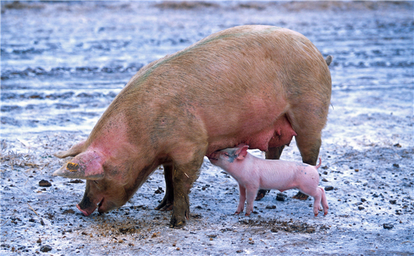 紧急提醒！养殖户注意，今年最强寒潮将于今晚来袭，30省受影响，猪场如何应对？