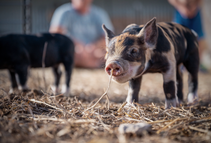 为卖兽药和饲料渲染猪肉涨价氛围 部分自媒体被发改委约谈