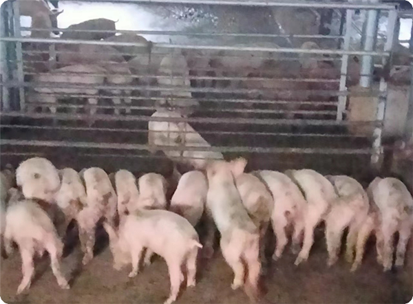规模猪场 | 陕西一3000头存栏猪场，补栏服务案例