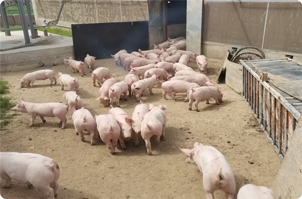 规模猪场 | 兰州一800头母猪场，驻场协管及免疫保健程序设定服务案例