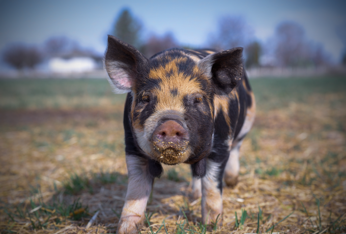 多家上市猪企9月销售成绩单出炉！生猪养殖业三季度释放盈利信号，全年扭亏能否实现？