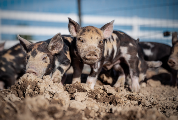 10月25日：全国农产品批发市场猪肉平均价格为35.02元/公斤