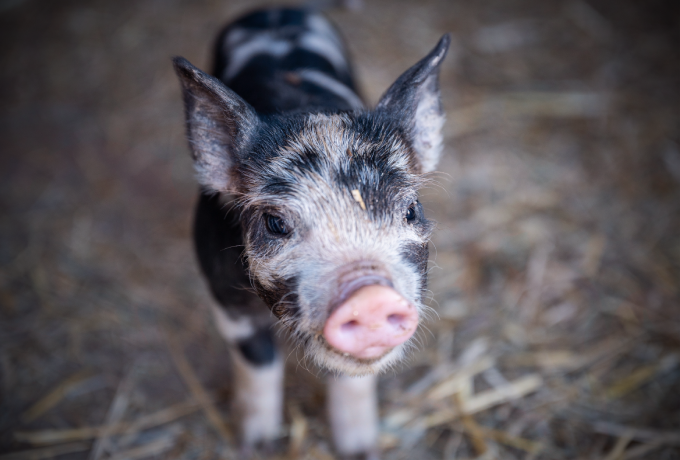 国家发改委：今年第7批中央猪肉储备将投放