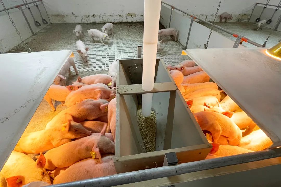 祝贺！铁骑力士首个万头种猪培育场正式投产