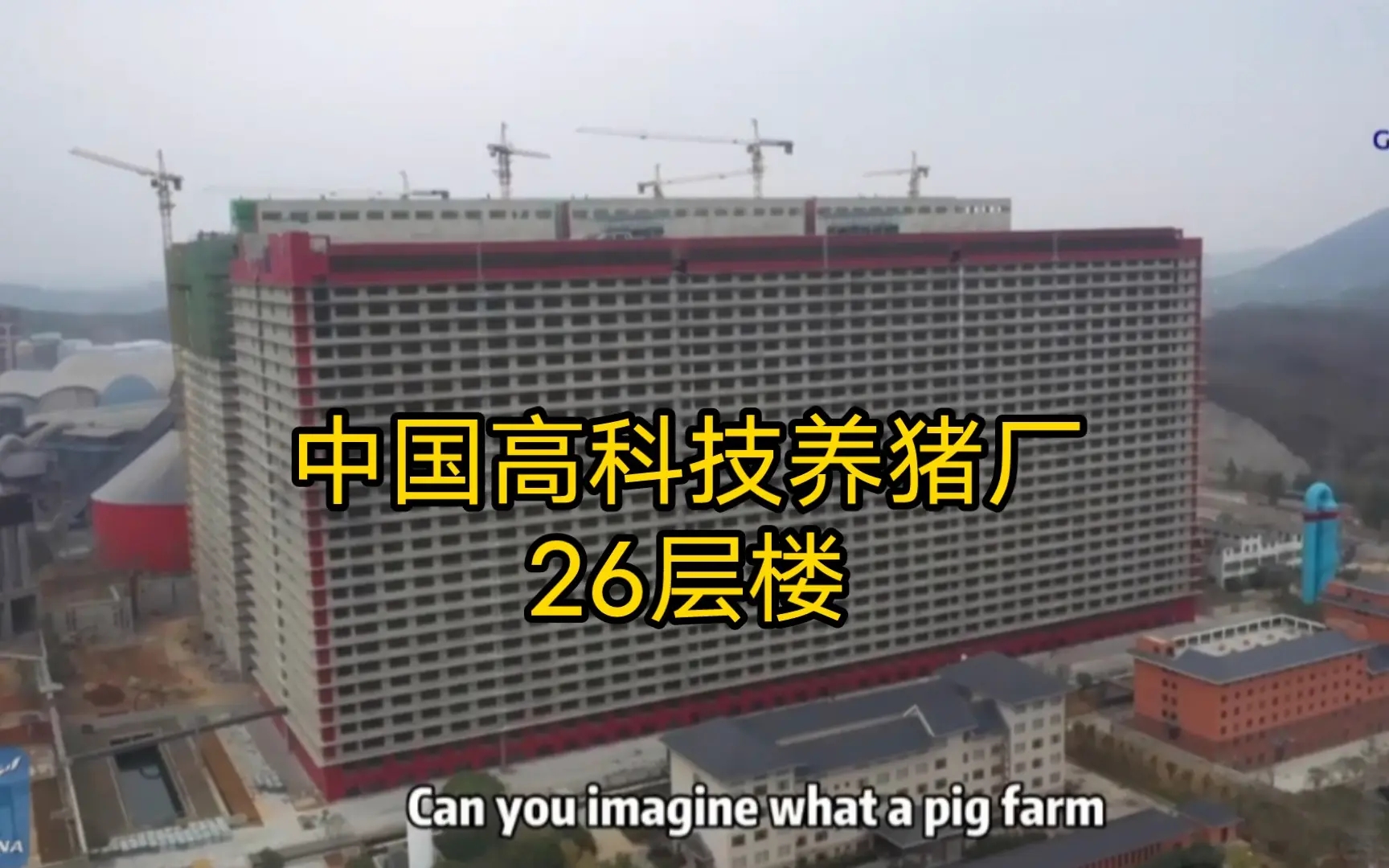 英媒：中国正通过“摩天猪圈”解决养猪问题