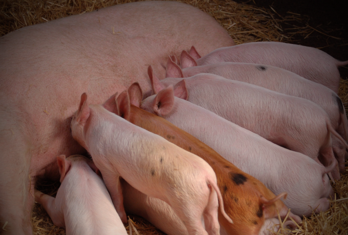 英媒：中国正通过“摩天猪圈”解决养猪问题