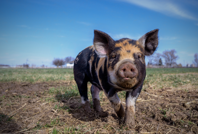 生猪养殖集中度逐年提升，散户的生存之路在何方？