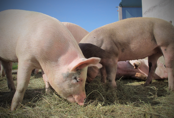 傲农定增18亿元发力生猪养猪，神农6.65亿元发力肉品深加工