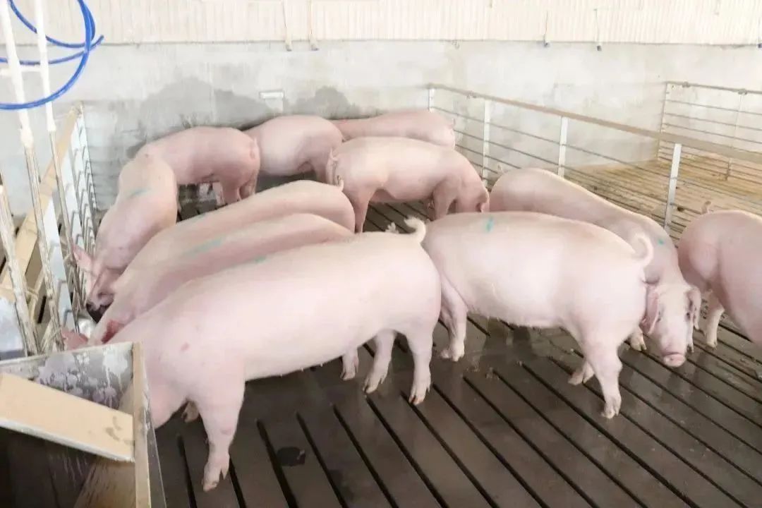 引种的后备种猪如何高效健康的入群？(下）
