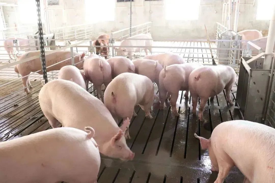 11月份第2周畜产品和饲料集贸市场价格情况