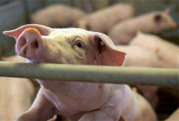 猪场呼吸道疾病反复，是什么原因造成的？该如何处理？