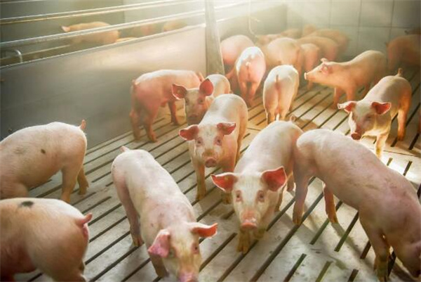 猪价止跌反弹，局地上涨超1元/公斤！但养殖户需警惕猪价二次下挫！