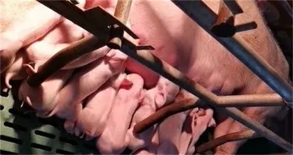 提高母猪产仔数的关键点有哪些？养猪人要知道!
