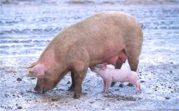 如何应对中大猪出现瘫痪及母猪产后无乳？方法来了