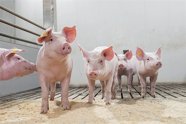 俄罗斯养猪巨头因环境污染被处4500万美元罚金