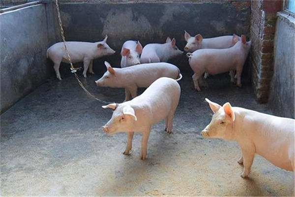 双节临近猪肉需求或有增量，后市生猪市场有望复苏？