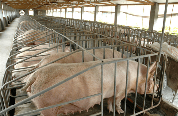 种猪群伪狂犬野毒阳性率超过80%，如何逐步降低种猪群的带毒率？