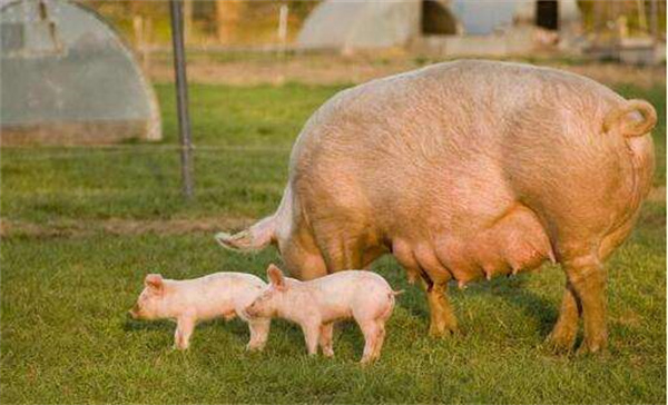 怎样提高分娩舍母猪采食量？原来产房母猪的饲喂也有这般讲究！