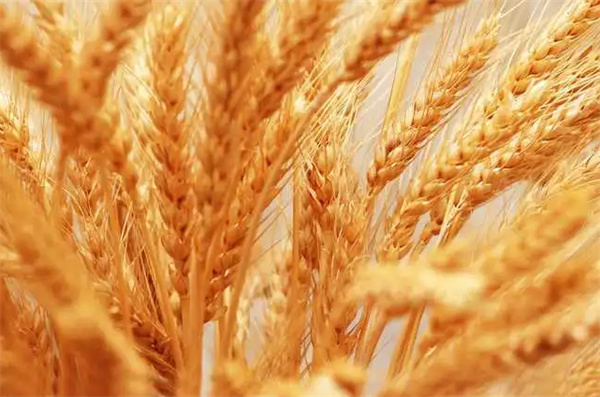 关税结束后澳大利亚大麦对华出口大增