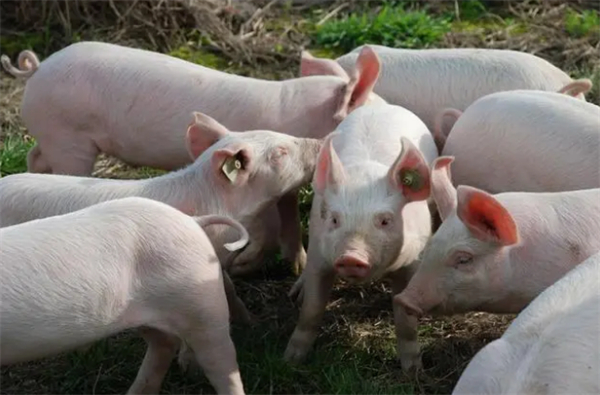 2023年猪价先跌后涨，养猪高利时代难重现