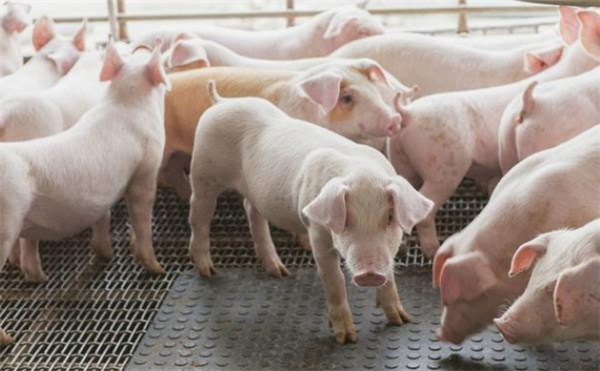 生猪期货上市两周年 产业积极参与 “保险+期货”成支农支小重要抓手