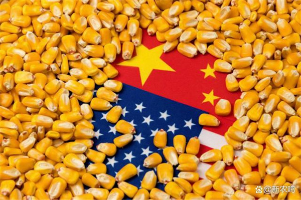 2023年全球玉米市场预警：中国、美国、巴西或形成贸易新格局！
