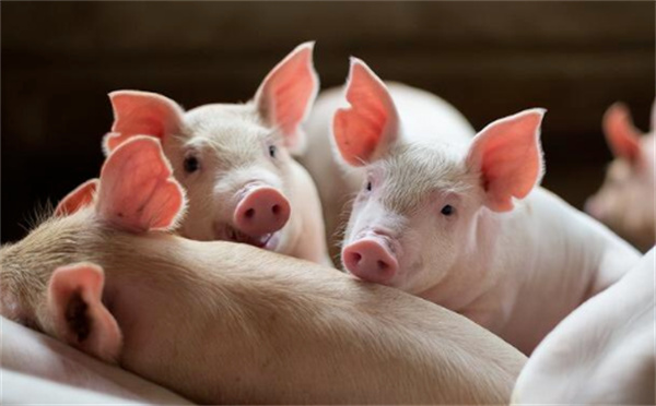 今日猪价“一片绿”，屠宰走货降低下，养殖户还是顺势出栏！