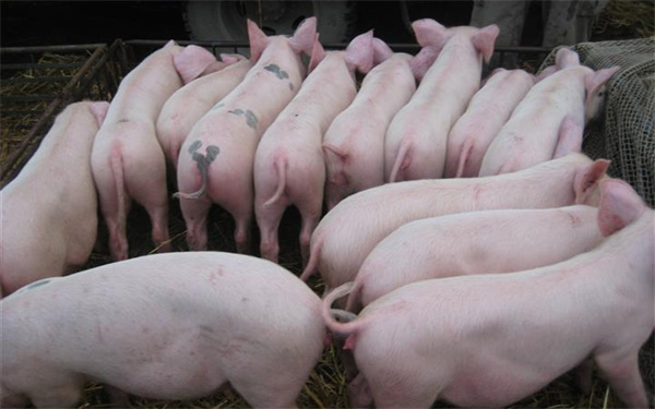 12月猪企利润压缩，猪企加速出栏能否挽回颓势？