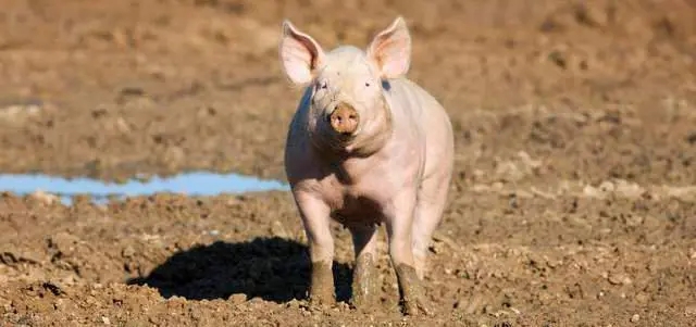 今日猪价“一片绿”，市场看跌情绪高涨，猪价或将触底7.5元/斤？