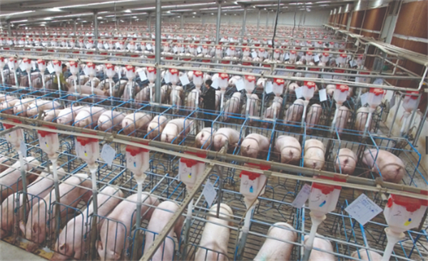 养殖成本持续回落，政策端持续发力， 2023年猪价将如何演绎？