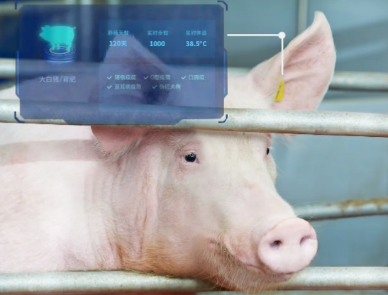 2022，智慧养猪已走向4.0，由人养猪，变为“数据”养猪！