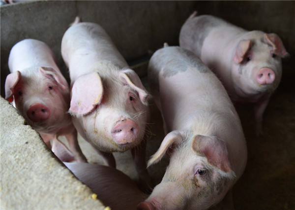 1月17日：全国农产品批发市场猪肉平均价格为22.53元/公斤